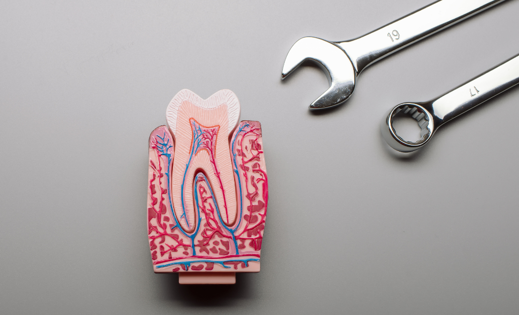 Structure of a Tooth